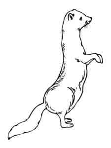 Ferret Standing Up coloring page