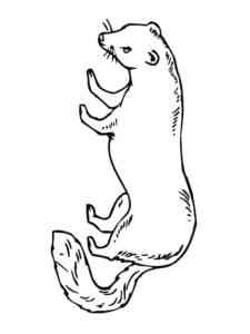 American Polecat coloring page