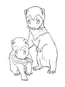 Two Baby Ferrets coloring page