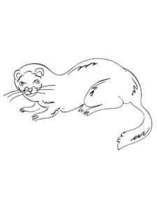 Simple Ferret coloring page