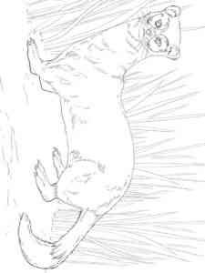 Black Footed Ferret coloring page