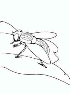 Realistic House Fly coloring page