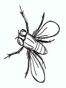 Common House Fly coloring page