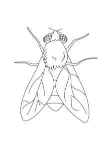 Simple Fly coloring page