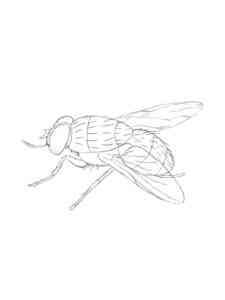 House Fly coloring page