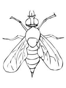 Fly 7 coloring page