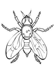 Fly 6 coloring page