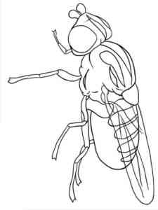 Fly 4 coloring page