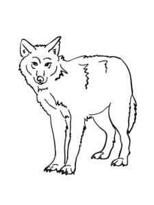 Simple Forest Wolf coloring page