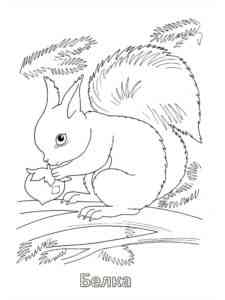 Squirrel with nut on branch coloring page