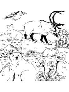 Realistic Forest Animals coloring page