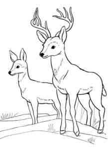 Forest Reindeers coloring page