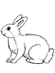 Forest Hare coloring page