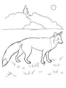 Wild Fox coloring page