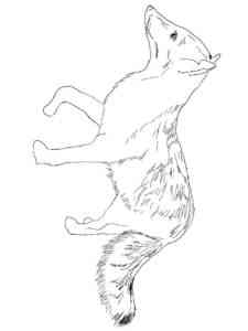 Red Fox coloring page