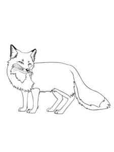 Beautiful Fox coloring page