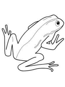 Green Eyed Tree Frog coloring page