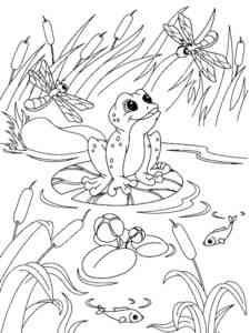Cartoon Frog in the swamp coloring page