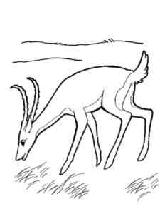 Easy Gazelle coloring page