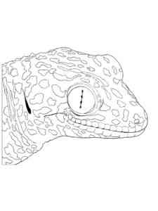 Gecko Head coloring page