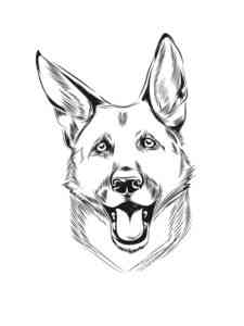 German Shepherd Portrait coloring page