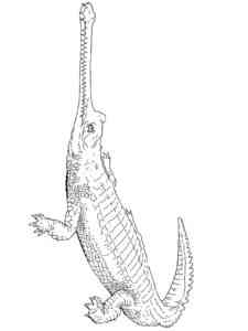 Indian Gharial coloring page