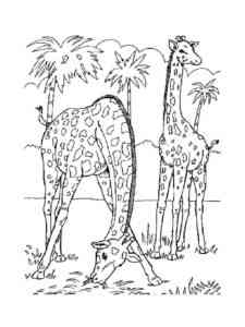 West African Giraffes coloring page