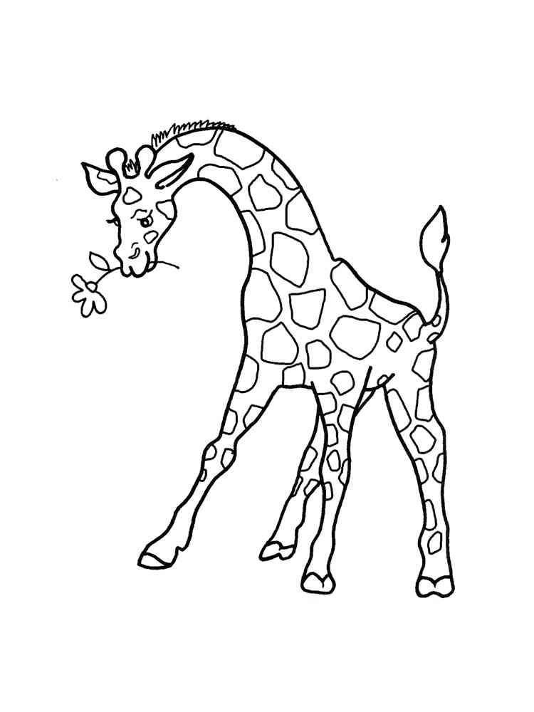 Giraffe with flower coloring page
