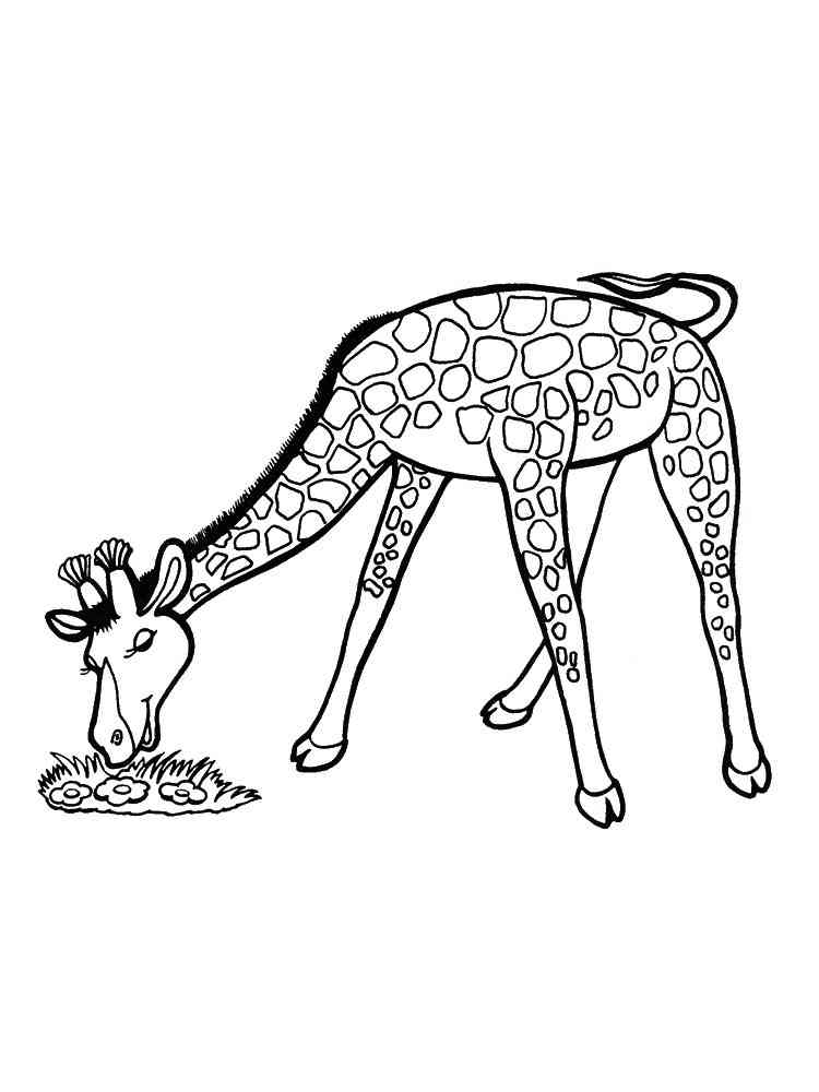Giraffe eats coloring page