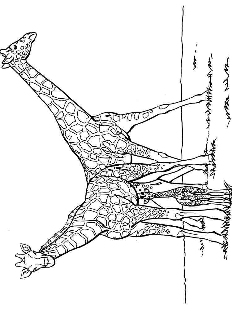 Two African Giraffes coloring page
