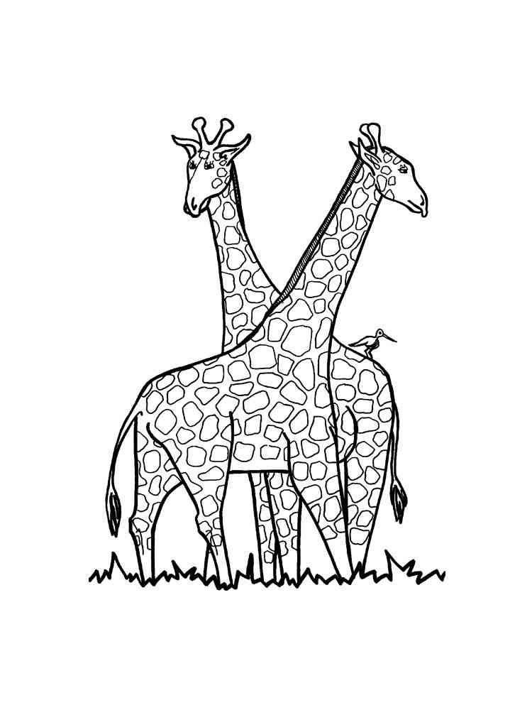 Two Giraffes coloring page