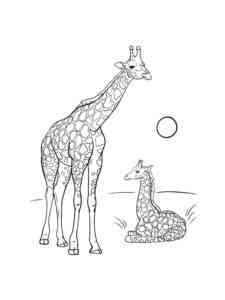Giraffe with cub coloring page