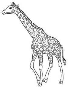Rothschild Giraffe coloring page