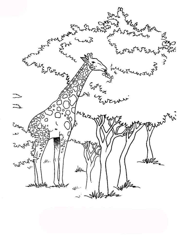 Giraffe eats leaves coloring page
