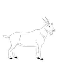Realistic Goat coloring page