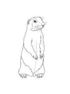 Gopher stands coloring page
