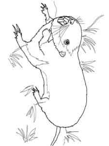 Pocket Gopher coloring page