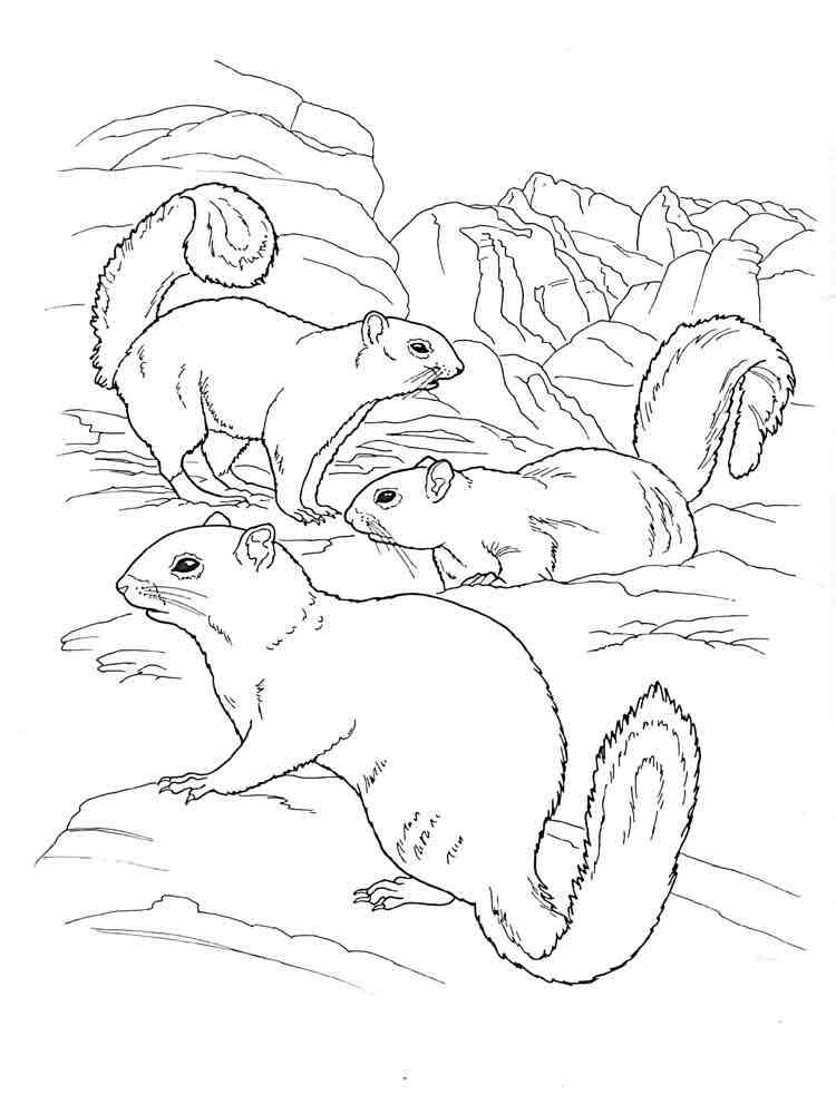 Three Gophers coloring page