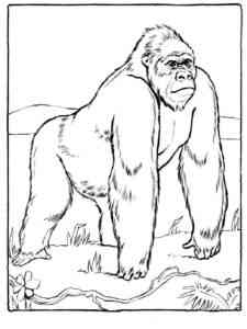 Gorilla On The Grass coloring page