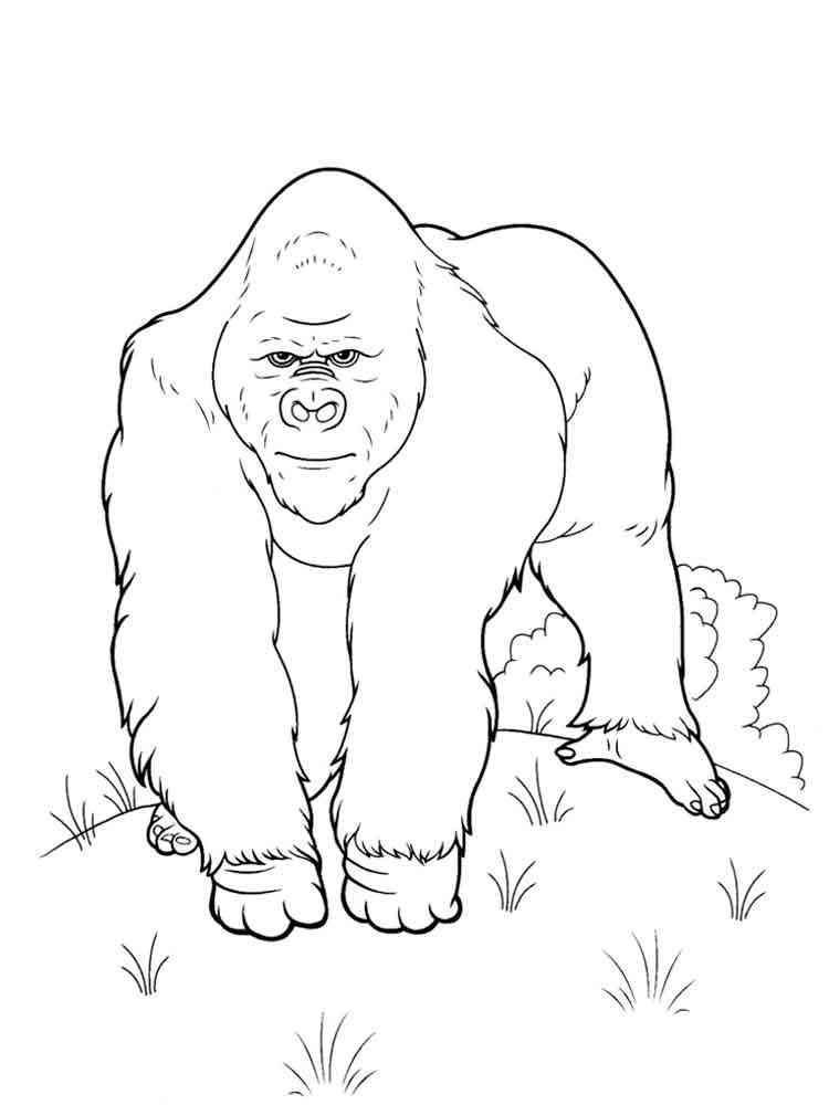 Silverback Gorilla coloring page
