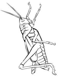 Easy Realistic Grasshopper coloring page