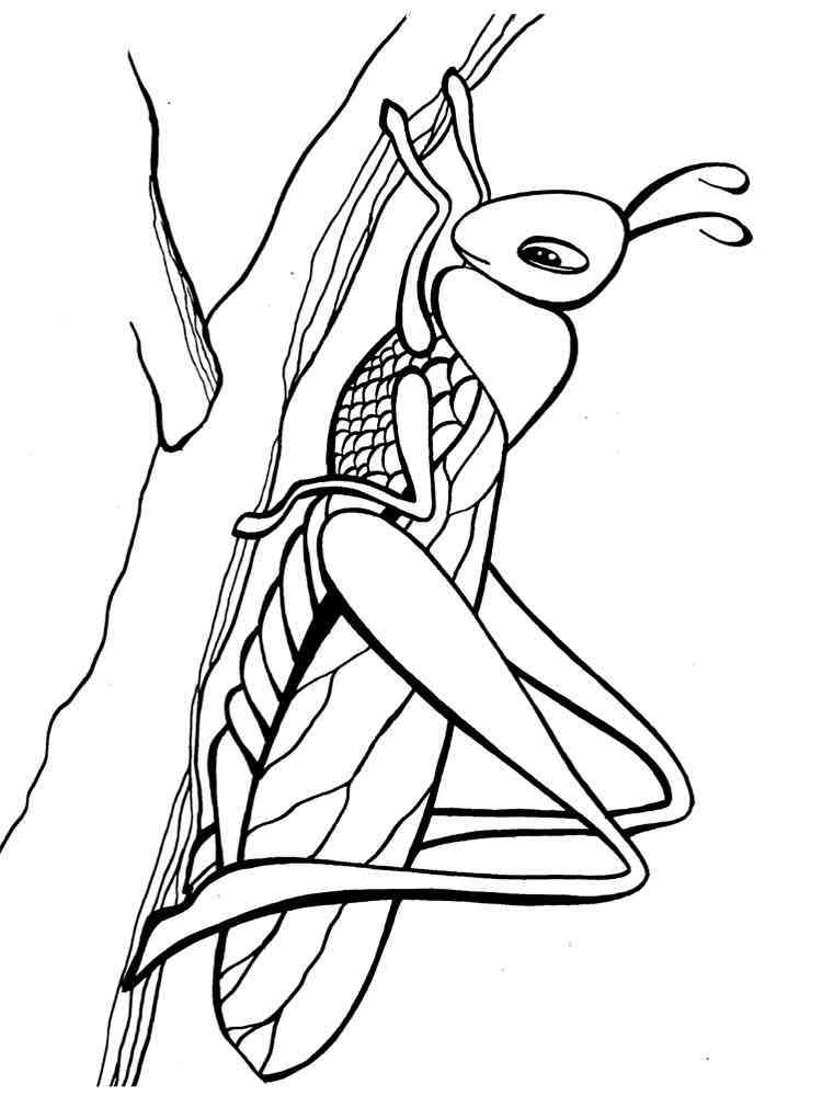 Large Grasshopper coloring page