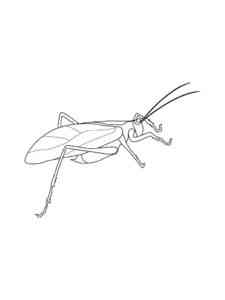 Grasshopper Insect coloring page