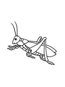 Young Grasshopper coloring page