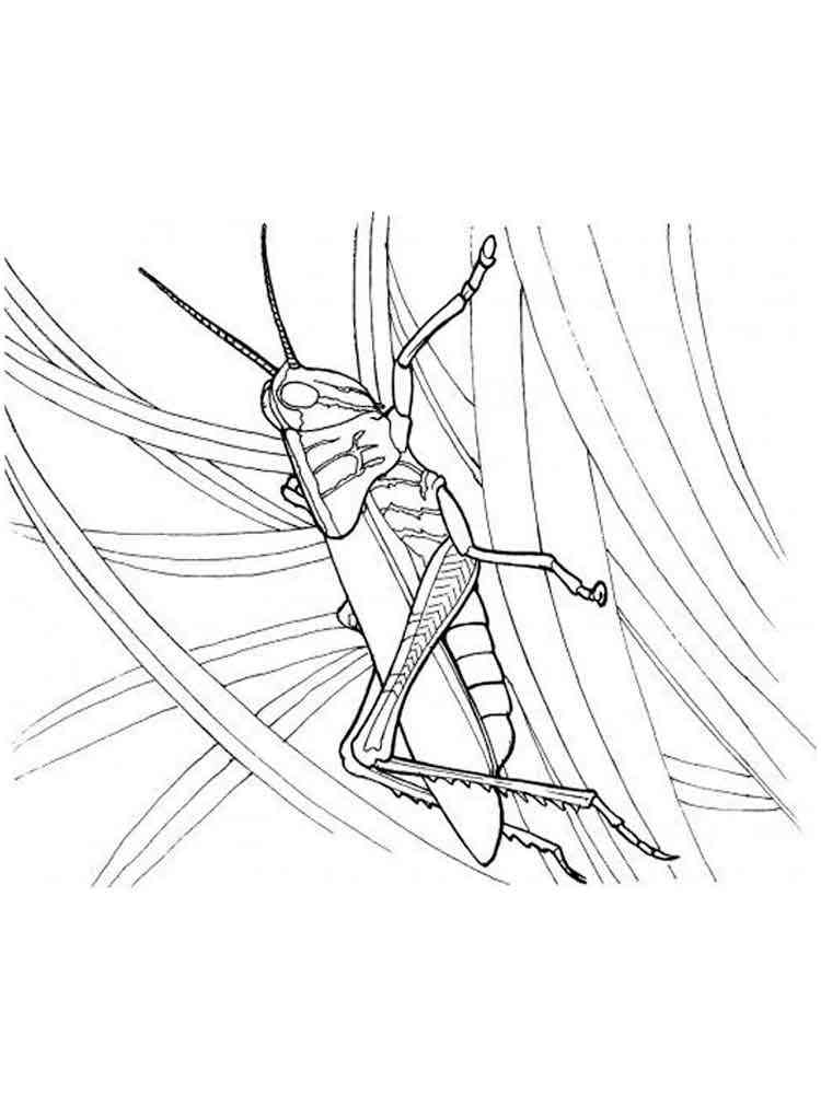Egyptian Grasshopper coloring page