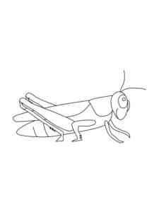 Easy Grasshopper coloring page