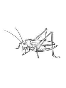 Realistic Grasshopper coloring page