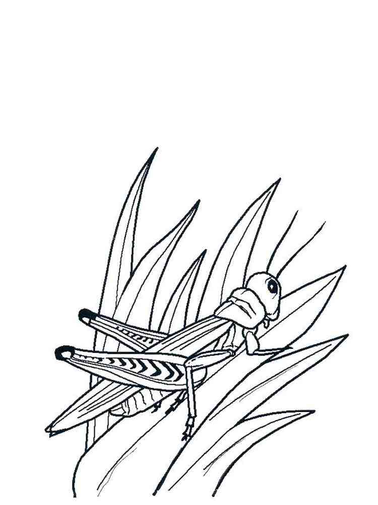 Grasshopper On Plant coloring page