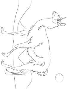 Famale Guanaco coloring page