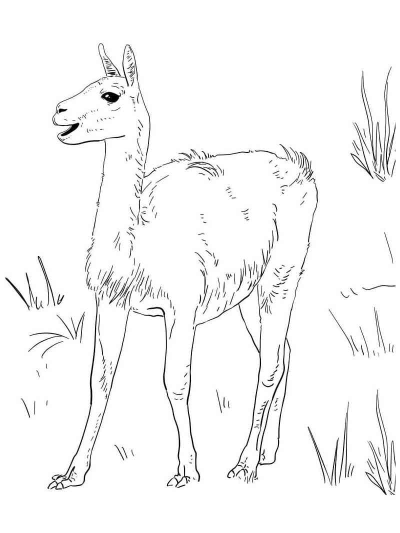South American Guanaco coloring page